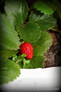 A teeny-tiny perfect strawberry