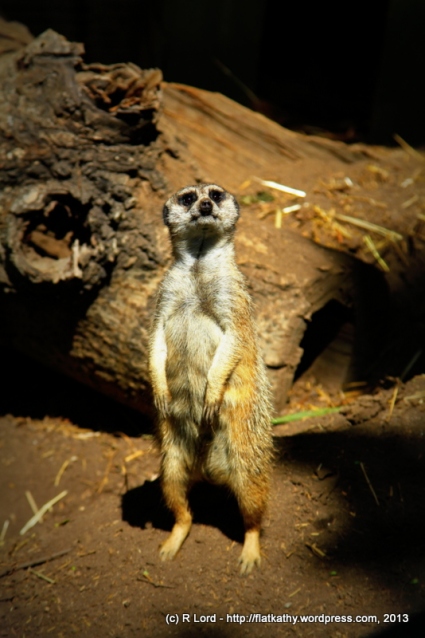 A meerkat standing guard