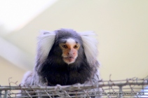 An adorable marmoset