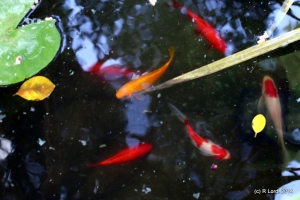 A goldfish glides past the red-and white fish